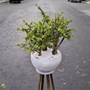 گیاه کراسولا خرفه ای