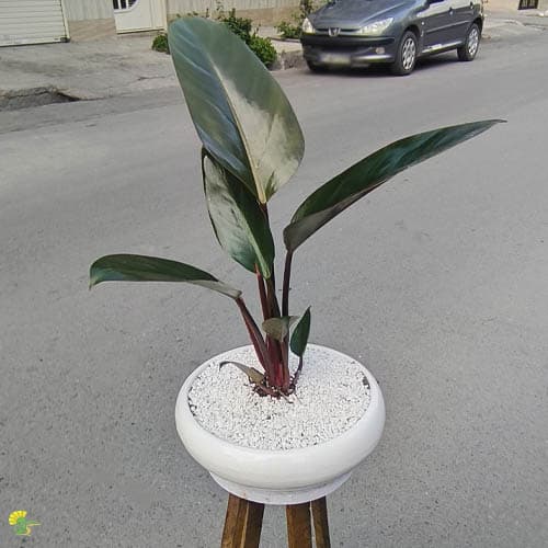 گیاه فیلودندرون رد کنگو