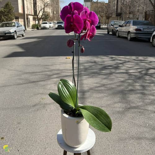 گیاه ارکیده بنفش با گلدان