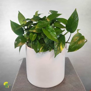 گیاه آپارتمانی پتوس