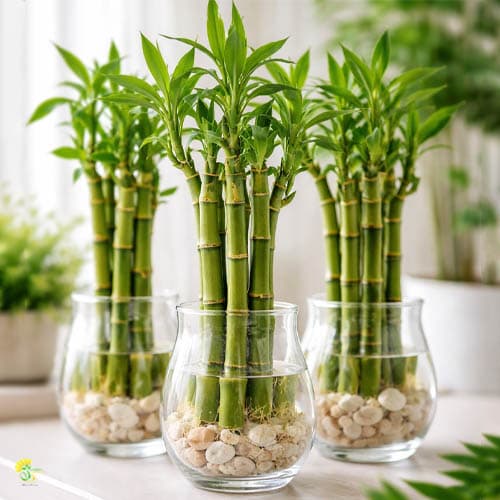 گیاه بامبو نماد جذب ثروت