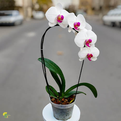 خرید گیاه ارکیده سفید از پیک گل آنلاین