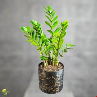 گیاه آپارتمانی زاموفیلیا