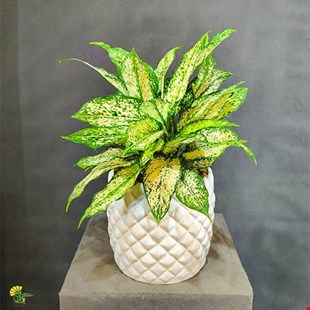 گیاه آگلونما