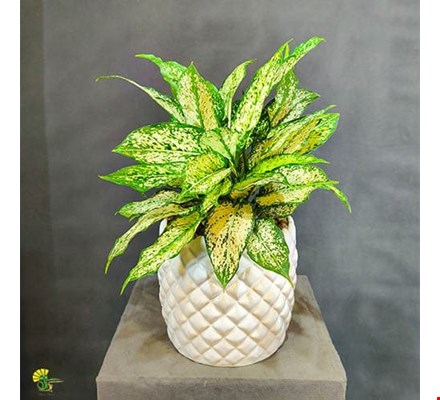 گیاه آگلونما