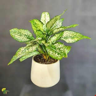 گیاه آگلونما برفی