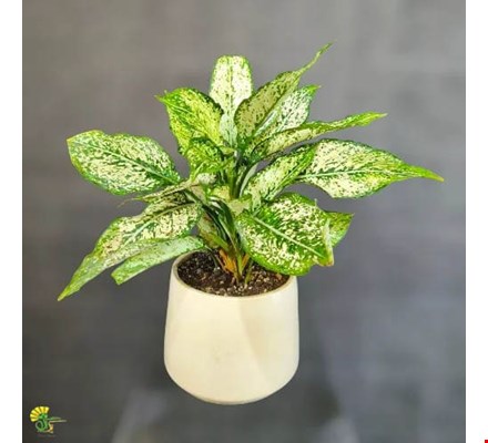 گیاه آگلونما برفی