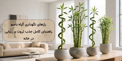 رازهای نگهداری گیاه بامبو: راهنمای کامل جذب ثروت و زیبایی در خانه