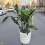 گیاه برگ عبایی