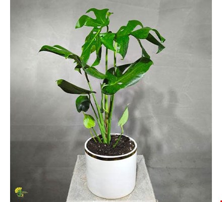 گیاه برگ انجیری