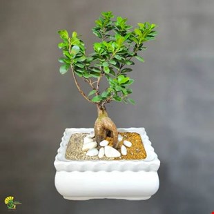 گیاه بونسای جنسینگ