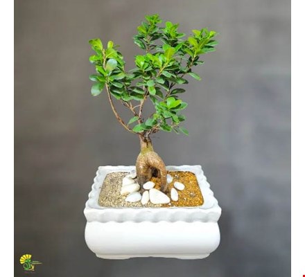 گیاه بونسای جنسینگ