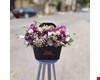 باکس گل هدیه مدل fresh-flower کد f21