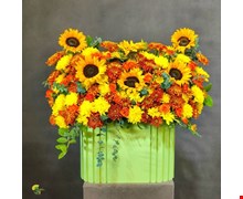 باکس گل آفتاب