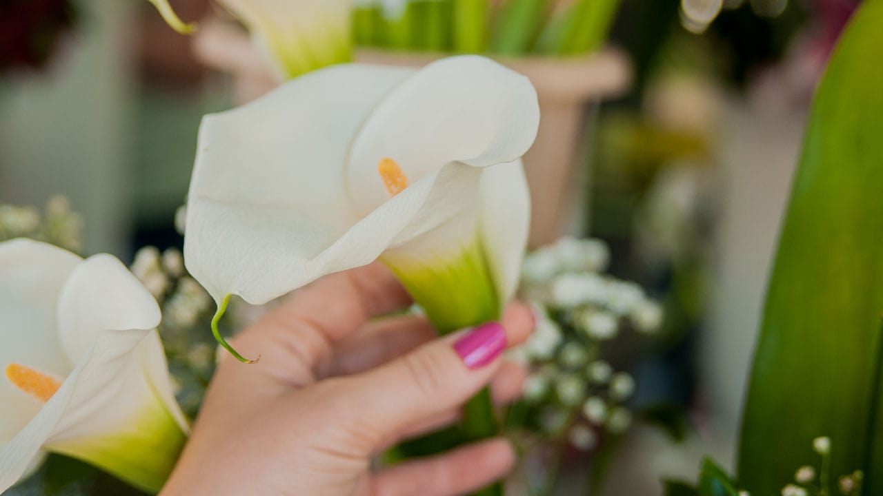 راهنمای جامع آشنایی با گل شیپوری