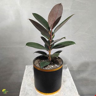 گیاه فیکوس شرابی