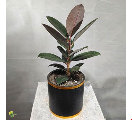 گیاه فیکوس شرابی