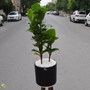 گیاه فیکوس لیراتا