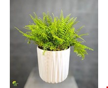 گیاه سرخس بوستون