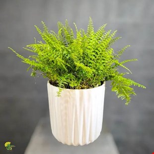 گیاه سرخس بوستون