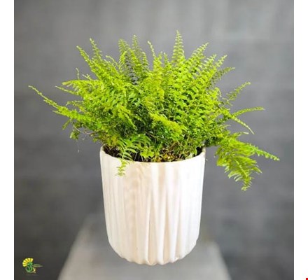 گیاه سرخس بوستون