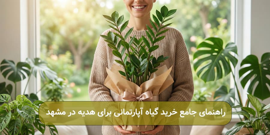 راهنمای جامع خرید گیاه آپارتمانی برای هدیه در مشهد