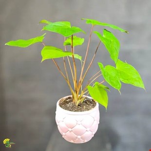 گیاه کالادیوم سبز