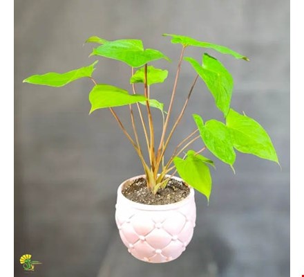 گیاه کالادیوم سبز