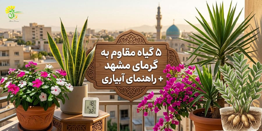 ۵ گیاه مقاوم به گرمای مشهد + راهنمای آبیاری 