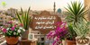 ۵ گیاه مقاوم به گرمای مشهد + راهنمای آبیاری 