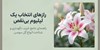 راهنمای انتخاب گل لیلیوم؛ چطور یک هدیه باشکوه بدهیم؟