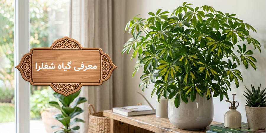 راهنمای جامع نگهداری، تکثیر و درمان بیماری‌های گیاه شفلرا