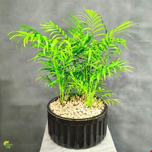 گیاه نخل شامادورا