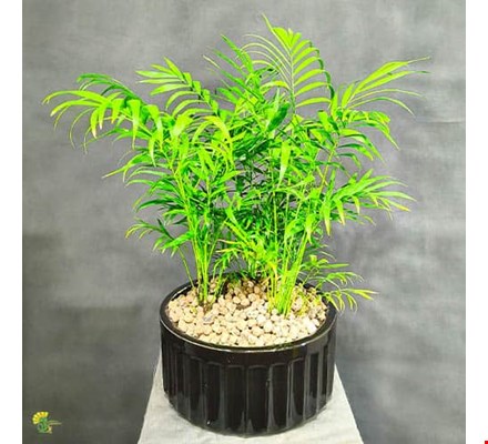 گیاه نخل شامادورا