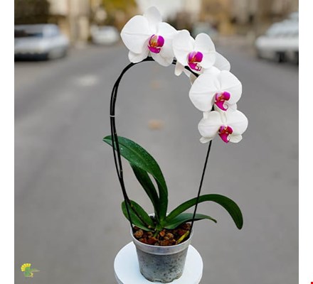 گیاه ارکیده سفید