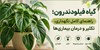 گیاه فیلودندرون؛ راهنمای کامل نگهداری، تکثیر و درمان بیماری‌ها 