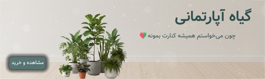 گل و گیاه آپارتمانی در مشهد
