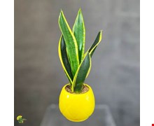 گیاه سانسوریا ابلق