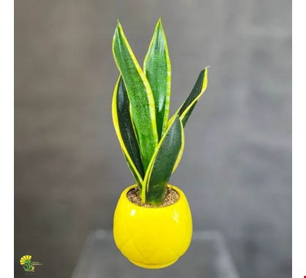 گیاه سانسوریا ابلق