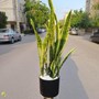 گیاه سانسوریا شمشیری