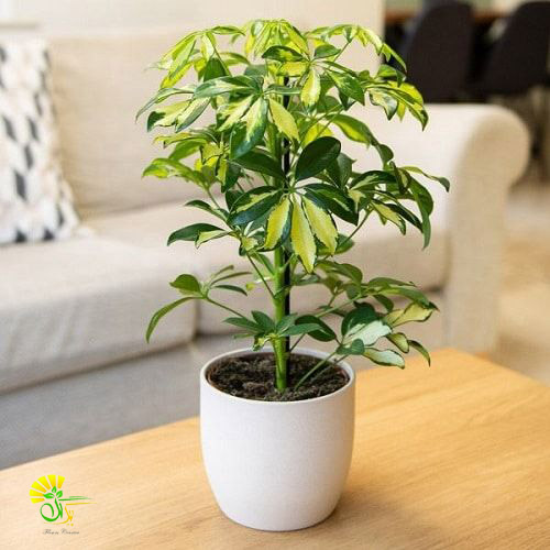 معرفی گیاه شفلرا