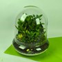 باغ شیشه ای کد 6