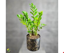 گیاه زاموفیلیا