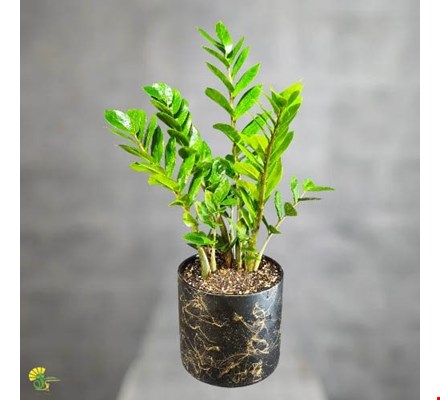 گیاه زاموفیلیا