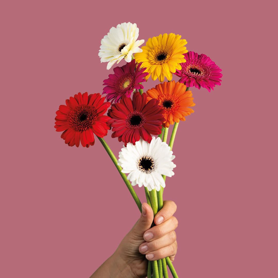 چه گلی هدیه بدهیم؟